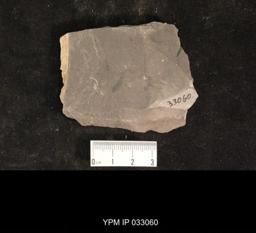 Mormolucoides articulatus