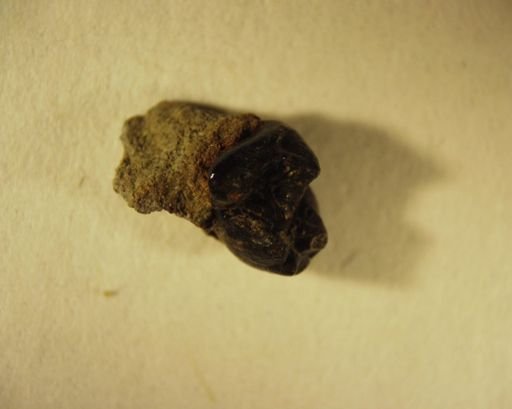 Plesiadapis fodinatus