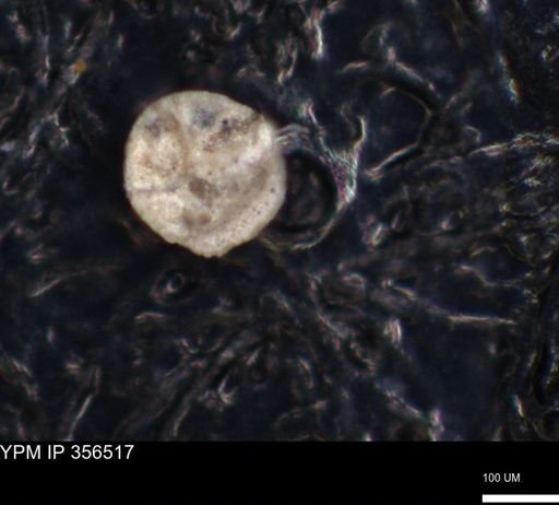 undet. Foraminiferida