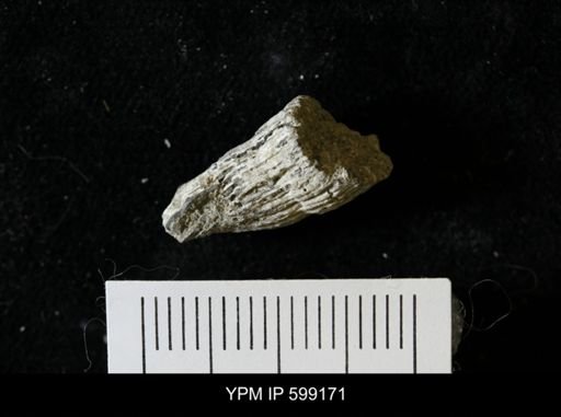 Paracyathus?