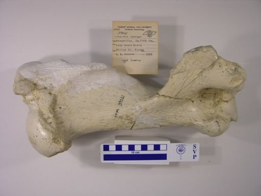 Teleoceras fossiger