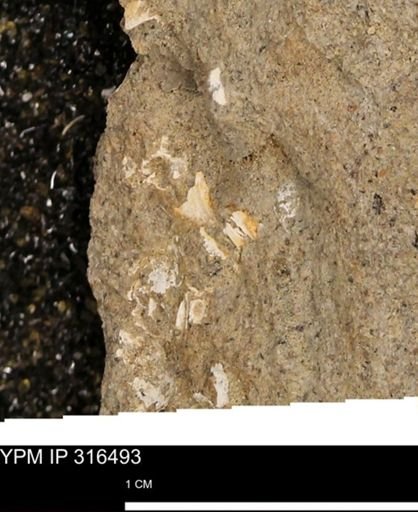 undet. Mollusca