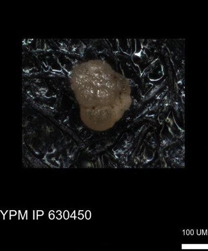 undet. Rugoglobigerinidae