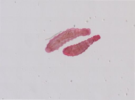 Bdellodrilus