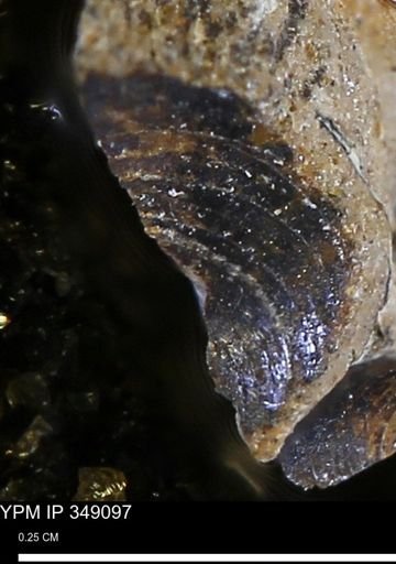 undet. Bivalvia