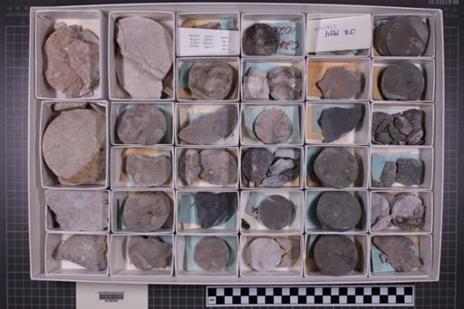 mixed taxa, stratigraphic collection