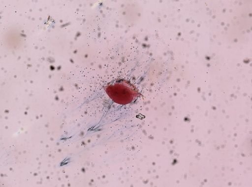 Cladocera