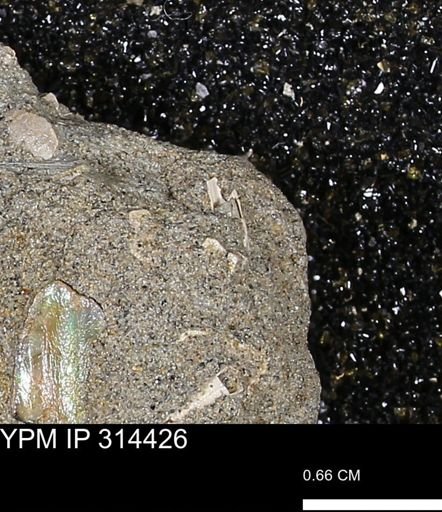 undet. Scaphopoda