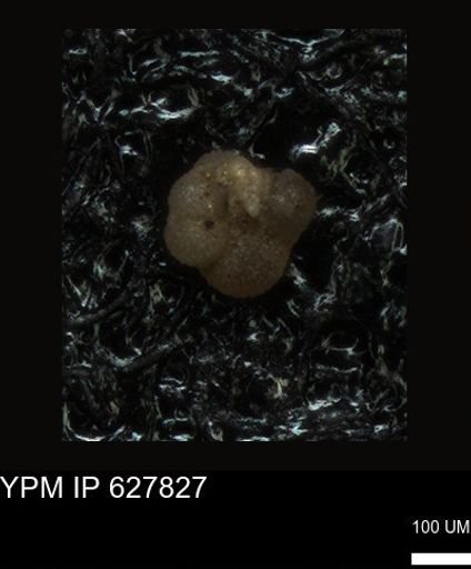 undet. Foraminiferida