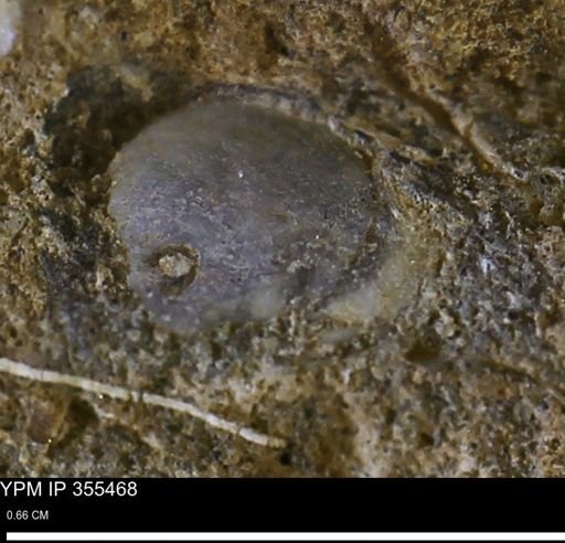 Mollusca