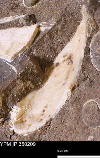 undet. Bivalvia
