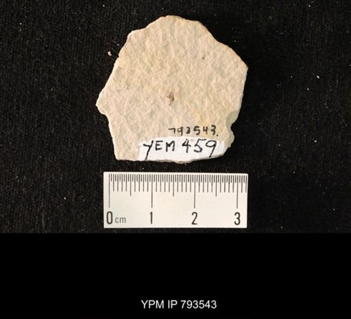 Hexapoda?