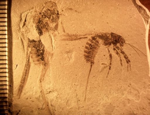Gryllidae