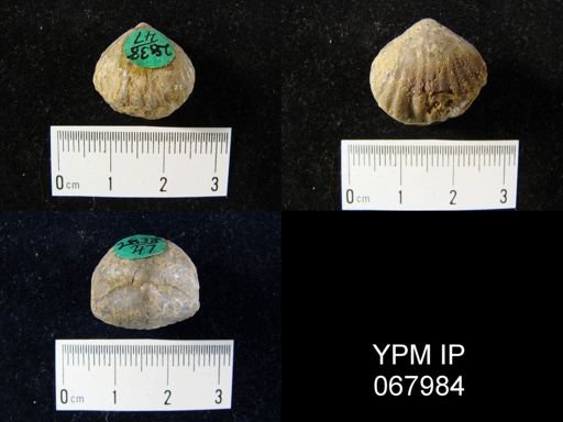 Uncinulus nucleolatus