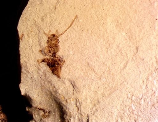 undet. Carabidae
