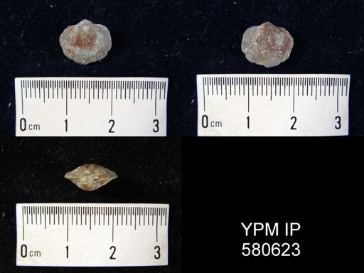 Dalmanella sp.