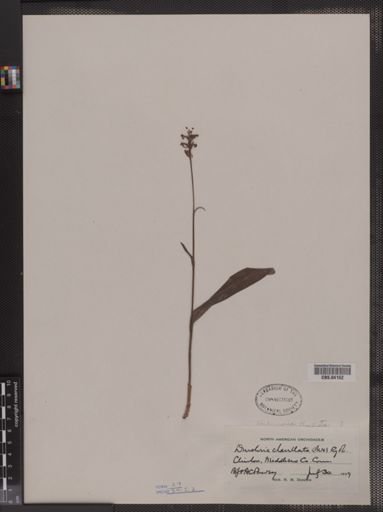 Denslovia clavellata