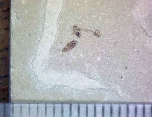 undet. Hemiptera
