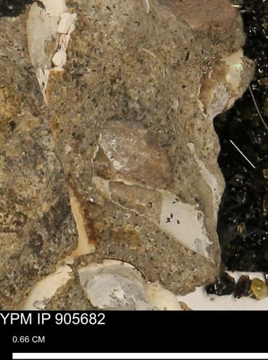 undet. Bivalvia
