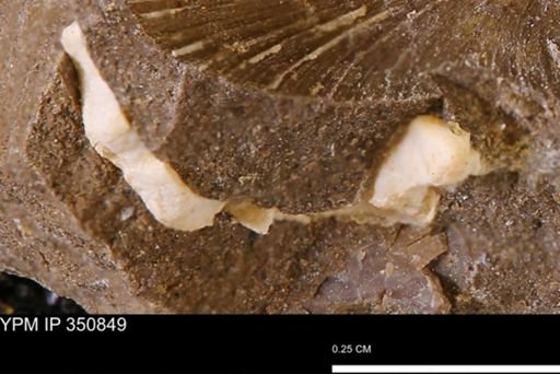undet. Mollusca