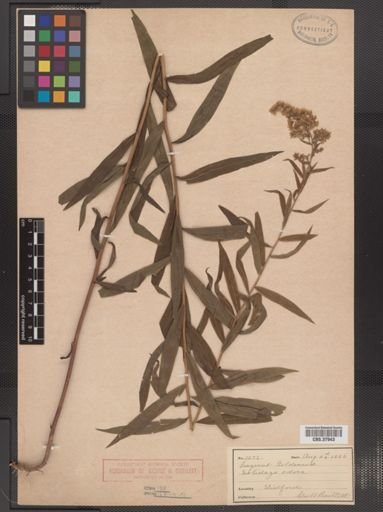 Solidago odora