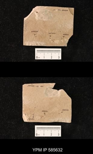 undet. Brachycera