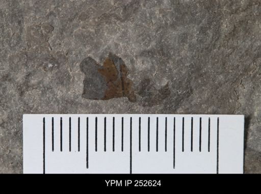 undet. Eurypterida