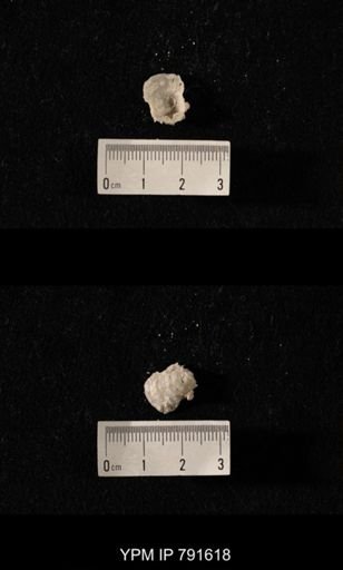 undet. Brachiopoda