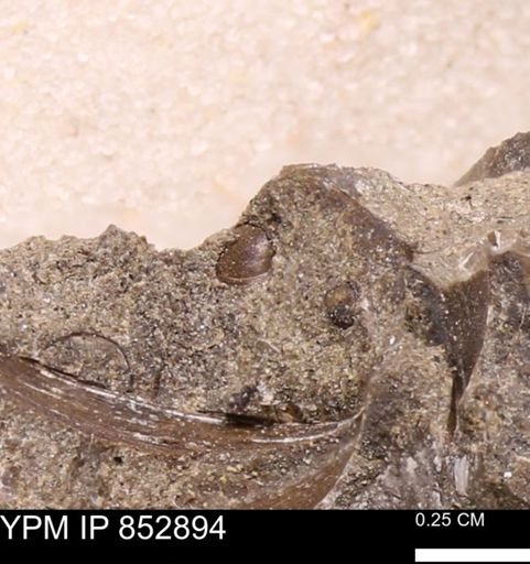 Limopsis striatopunctatus