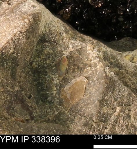 undet. Mollusca