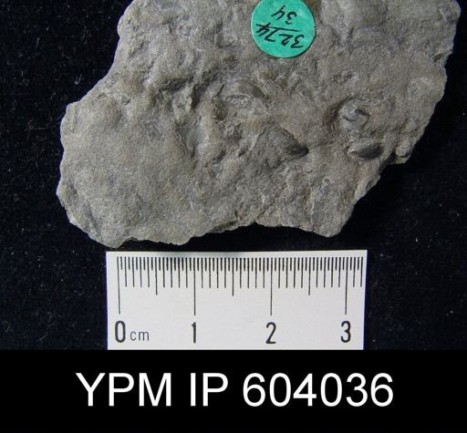 Lingula clintoni