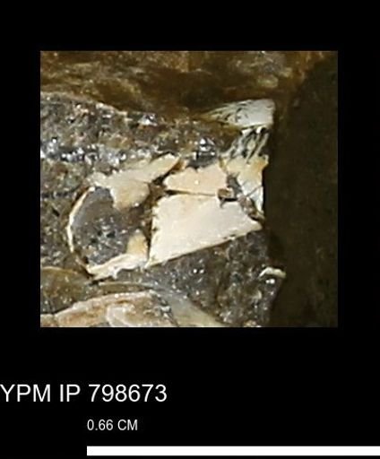 undet. Mollusca