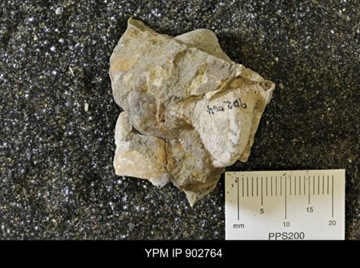 undet. Gastropoda
