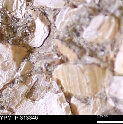 Corbicula sp.