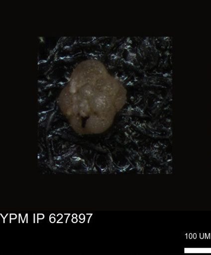 undet. Foraminiferida