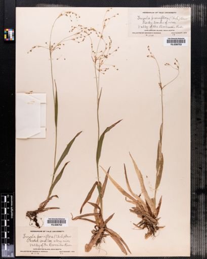 Luzula parviflora