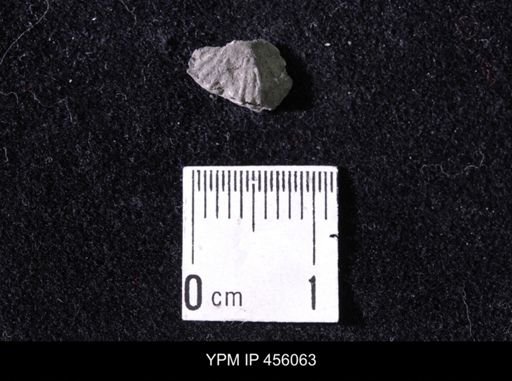 Platystrophia sp.