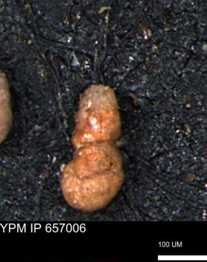 Ammobaculites euides