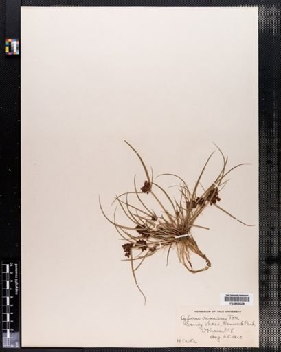 Cyperus diandrus