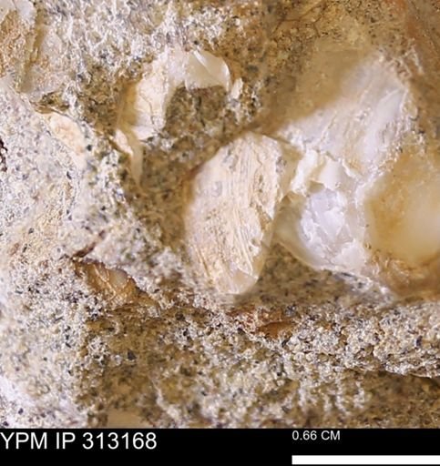 Corbicula