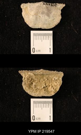 Chonetes granulifer