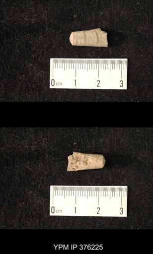 Pseudorthoceras knoxense