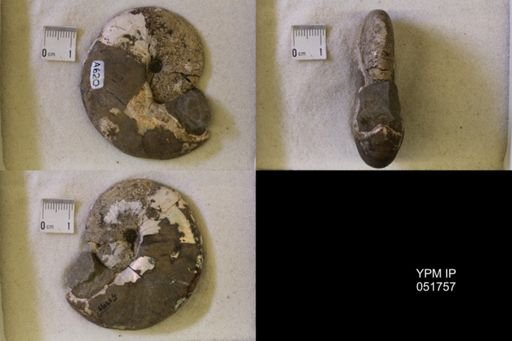 Hoploscaphites nicolletii