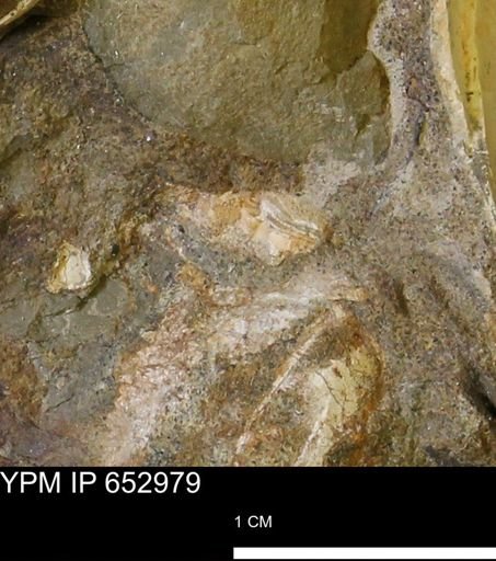 Mollusca