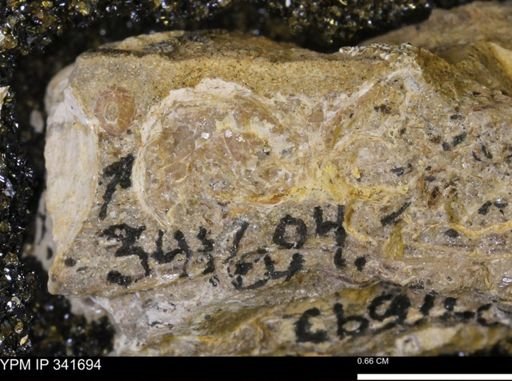 Scaphites?