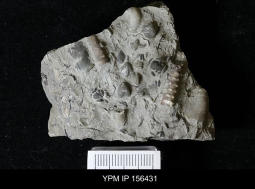 Calymene niagarensis