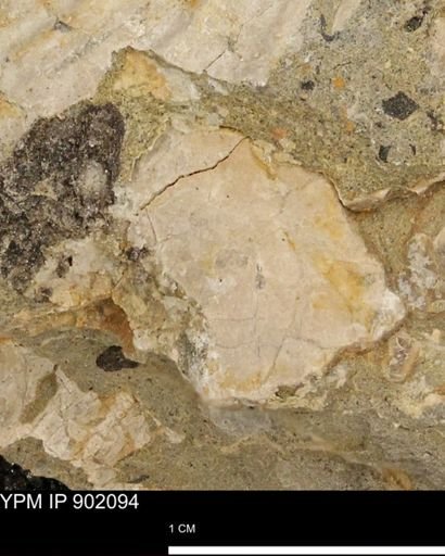 undet. Inoceramidae