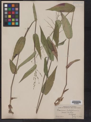 Panicum latifolium