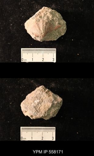 Spirifer cameratus