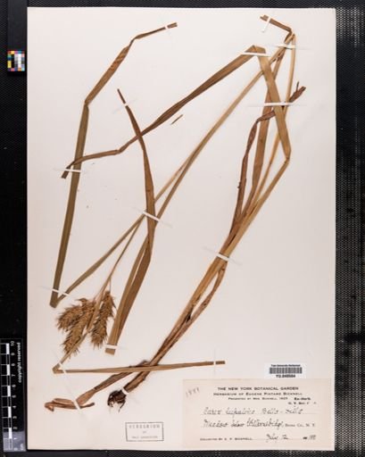 Carex lupulina